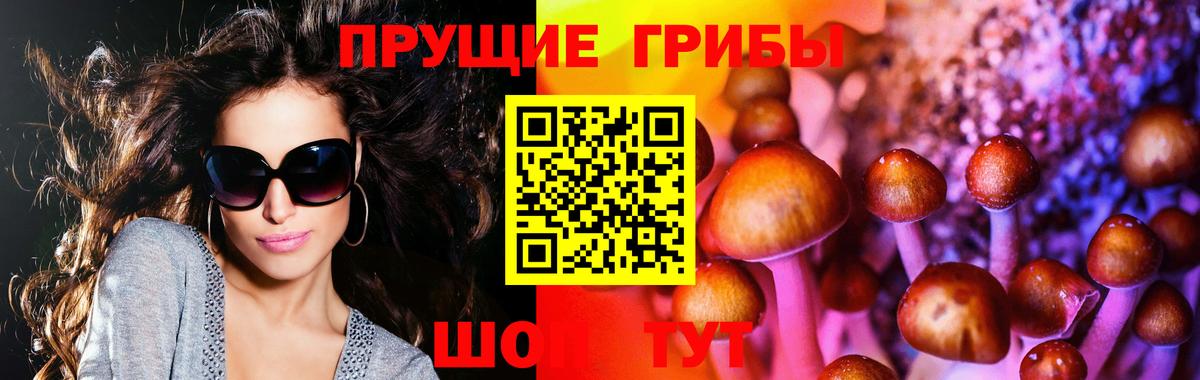 купить наркотики цена  Галлюциногенные грибы мицелий  Псилоцибиновые грибы Psilocybine cubensis  Вход с VPN  Зерноград 